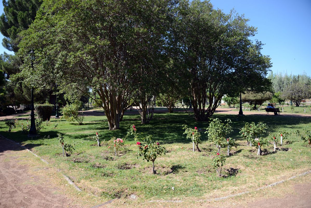 14-06 Strolling Through El Rosedal Rose Garden In Mendoza Parque General San Martin